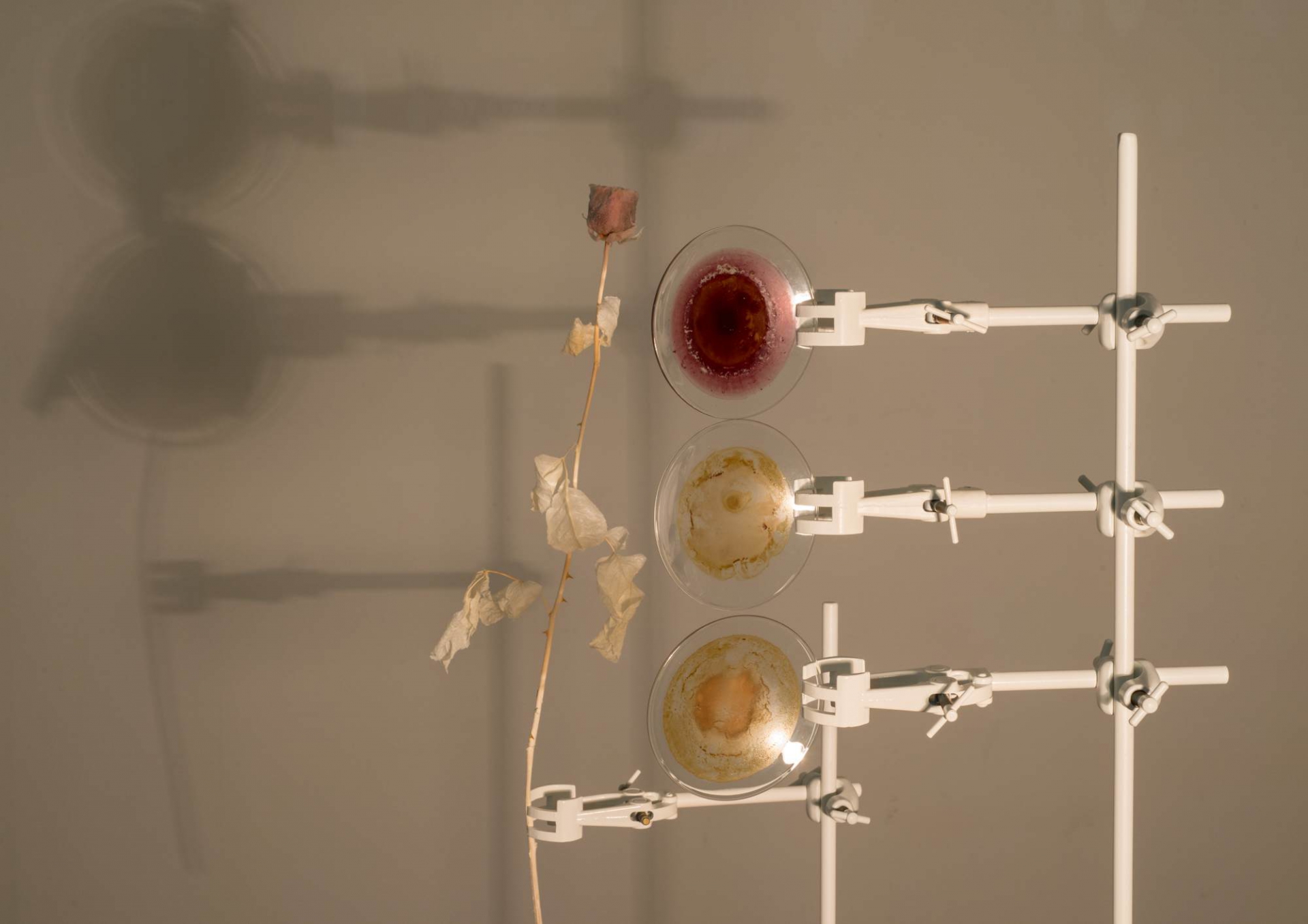 Elsa Salonen ‚Study of Eternal Cycle‘ 2014. Courtesy the artist.